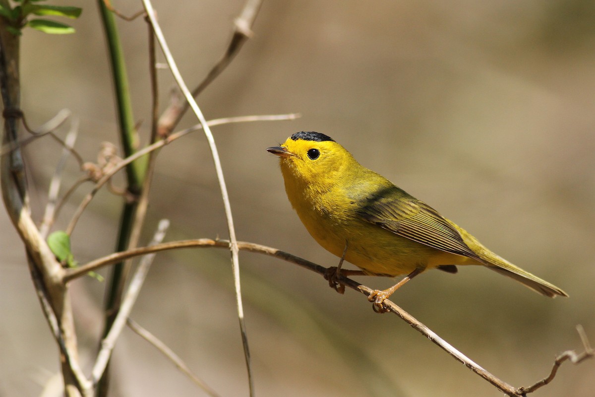 Wilson's Warbler - ML58412131