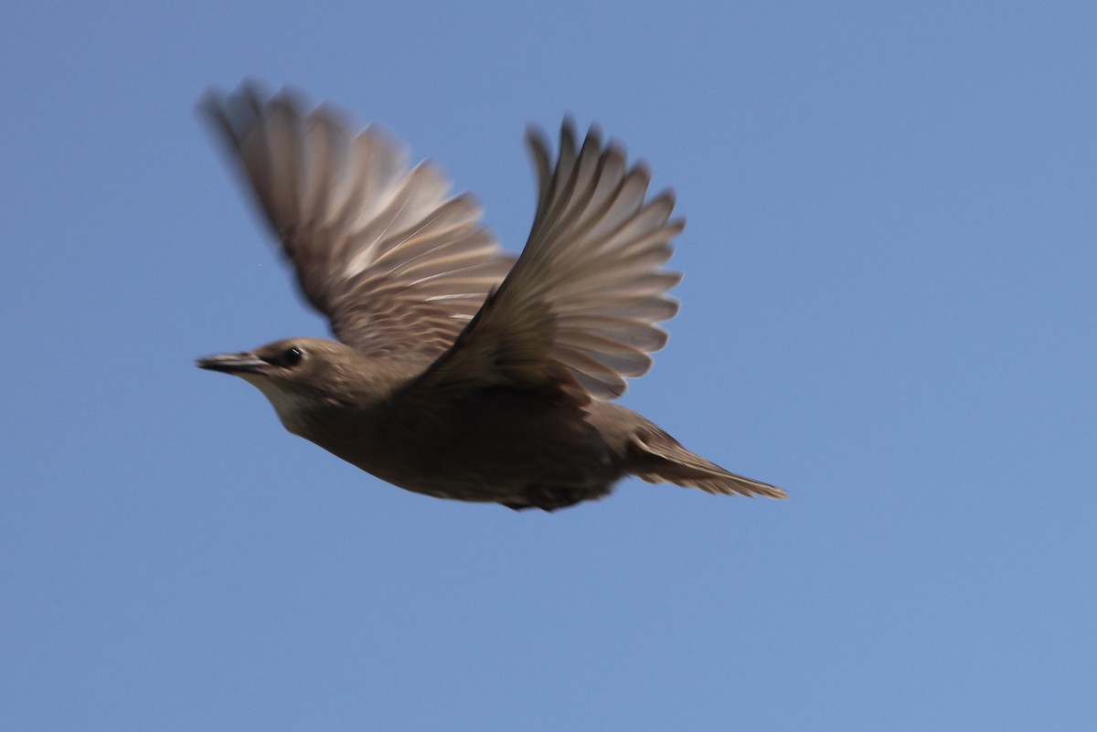 European Starling - ML584122671