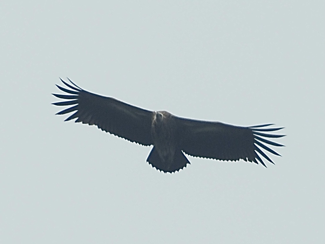 Himalayan Griffon - ML584122791