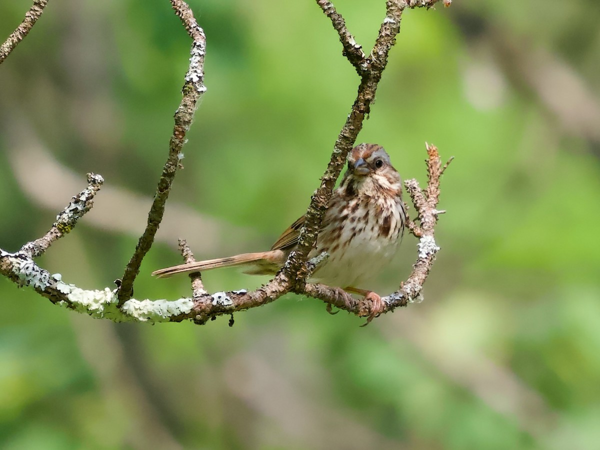 Song Sparrow - ML584123131