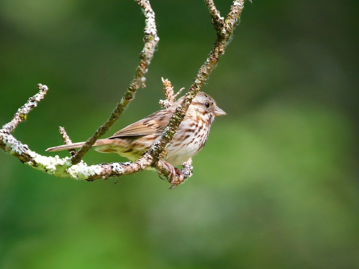 Song Sparrow - ML584123151