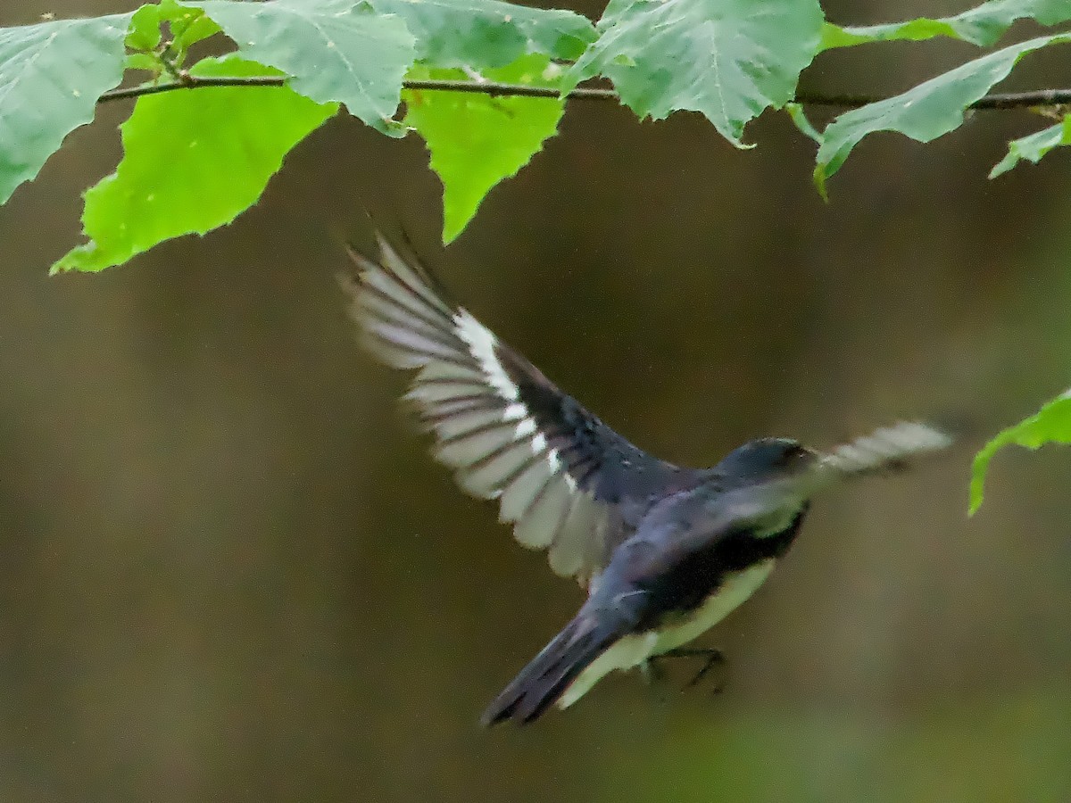 Black-throated Blue Warbler - ML584123271