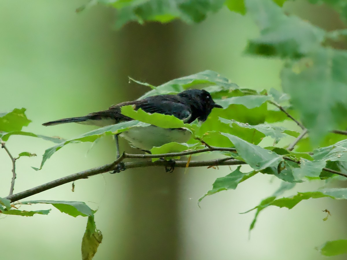 Black-throated Blue Warbler - ML584123291