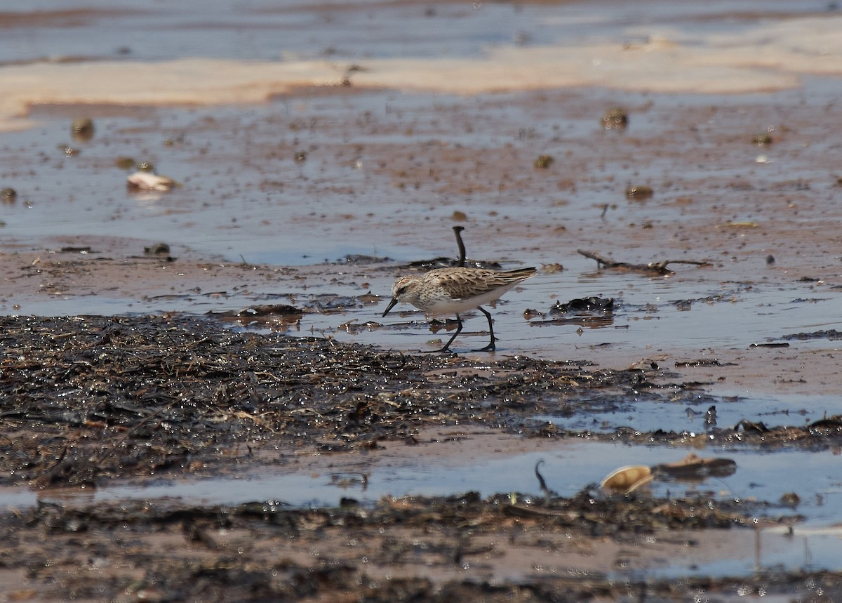 Semipalmated Sandpiper - ML584123531