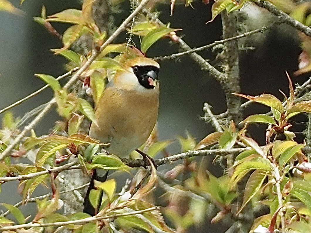 Red-headed Bullfinch - ML584123551