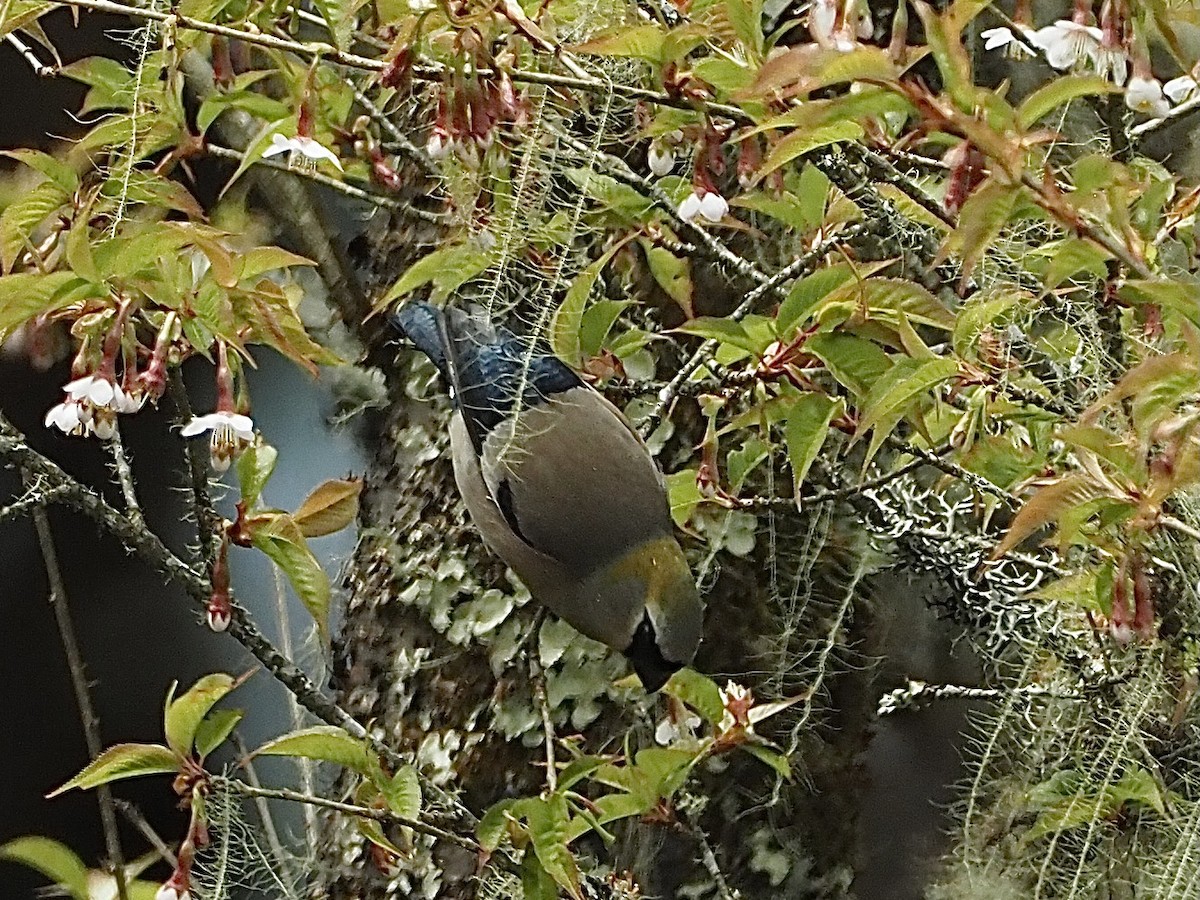 Red-headed Bullfinch - ML584123611