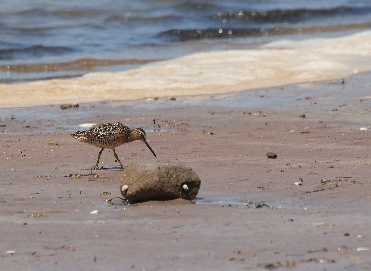 Short-billed Dowitcher - Peggy Scanlan