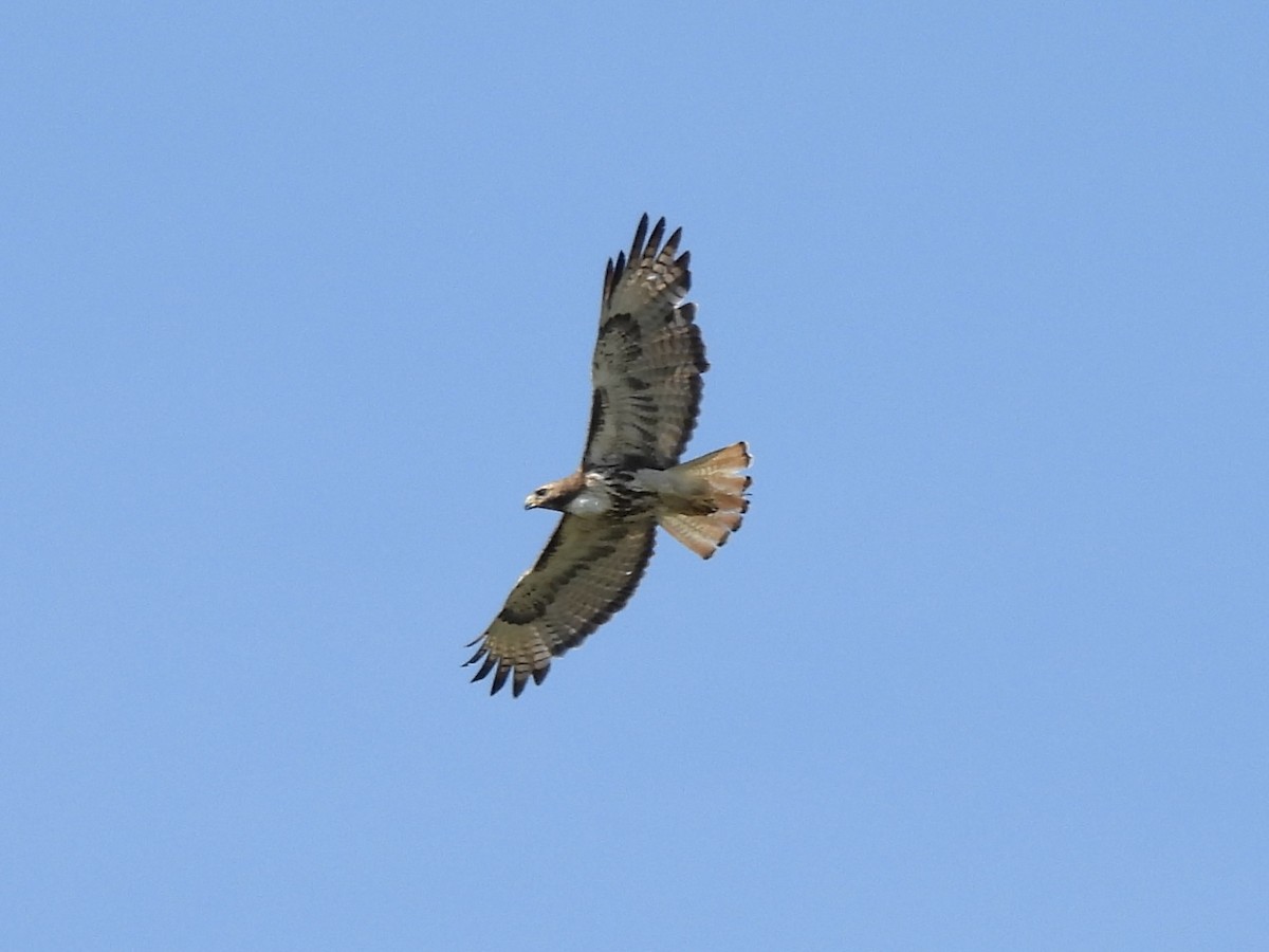 Red-tailed Hawk - ML584124991