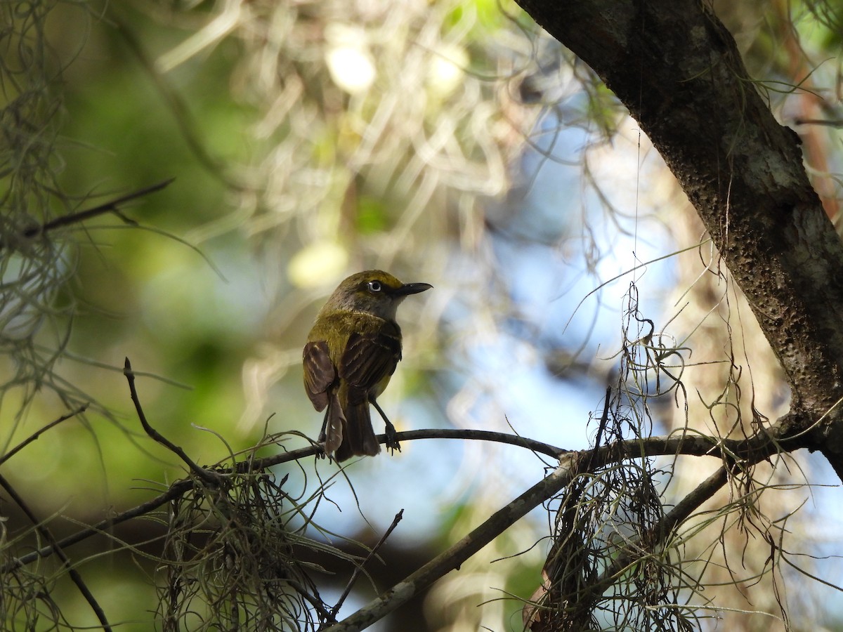 White-eyed Vireo - ML584125081