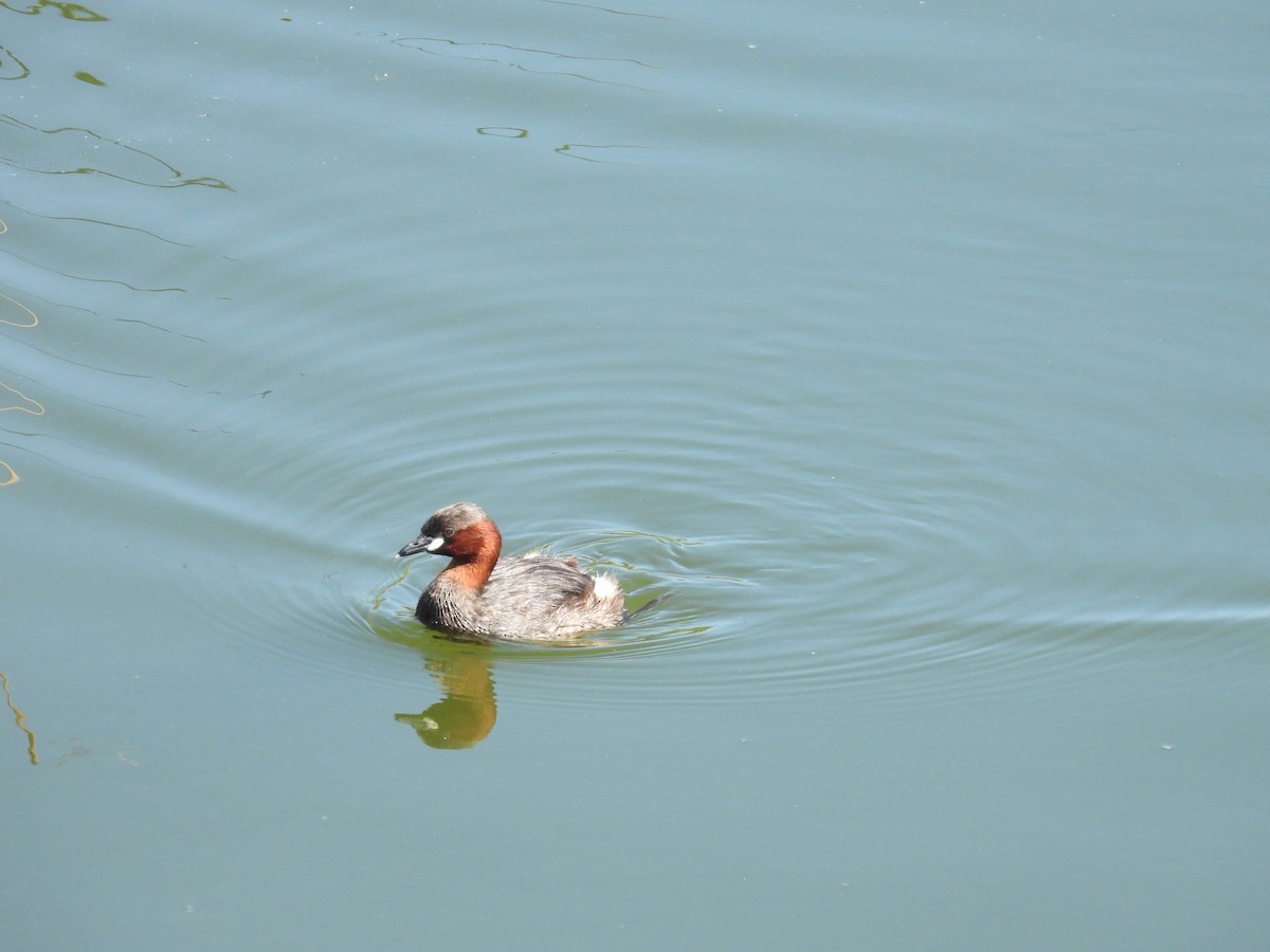 Little Grebe - Jesse Kemp