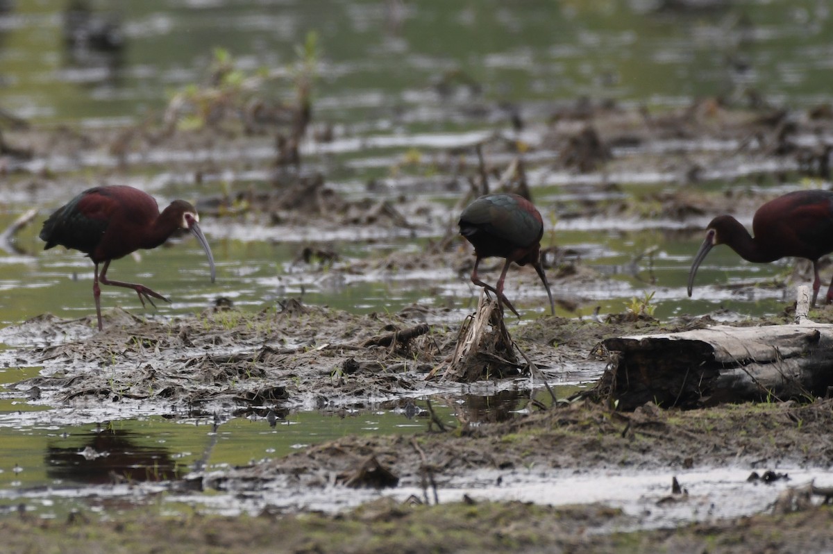 White-faced Ibis - Max Leibowitz