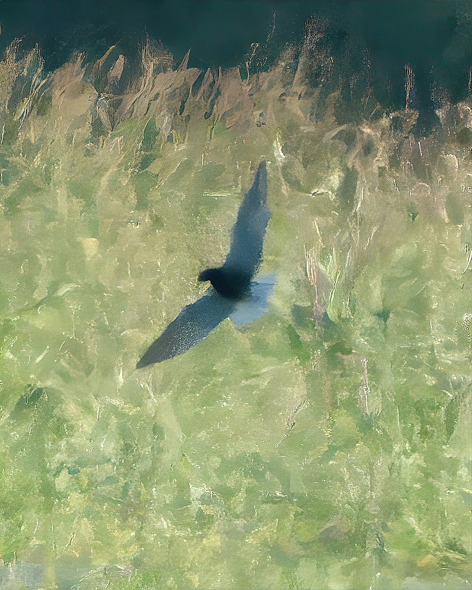 Хилэн хараалай - ML584127351