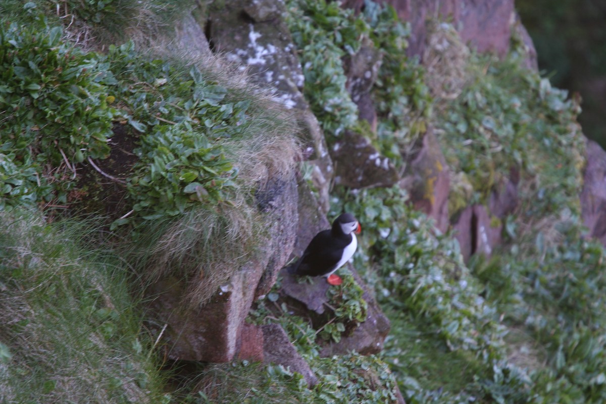 Atlantic Puffin - ML584128201