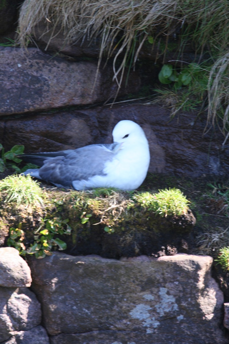Mouette tridactyle - ML584128331
