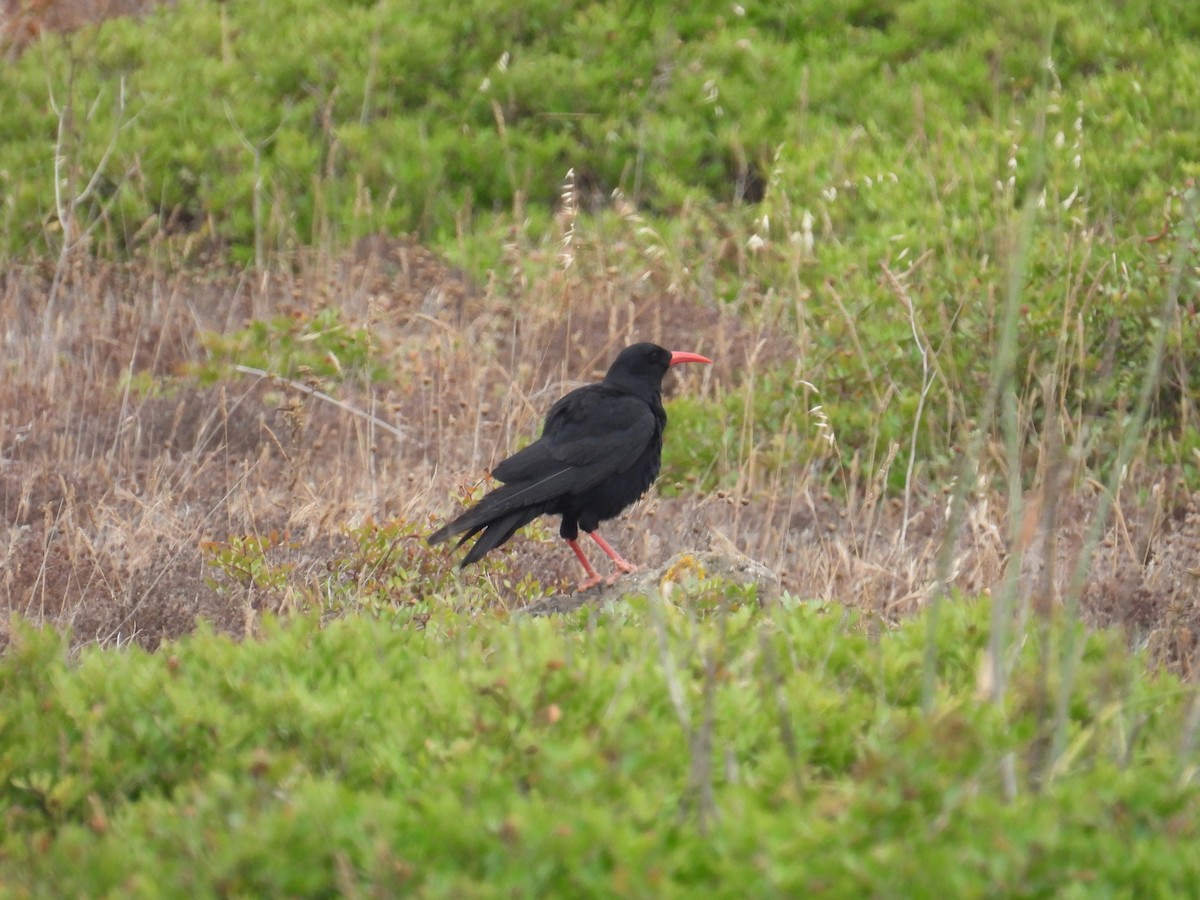 Red-billed Chough - ML584129251