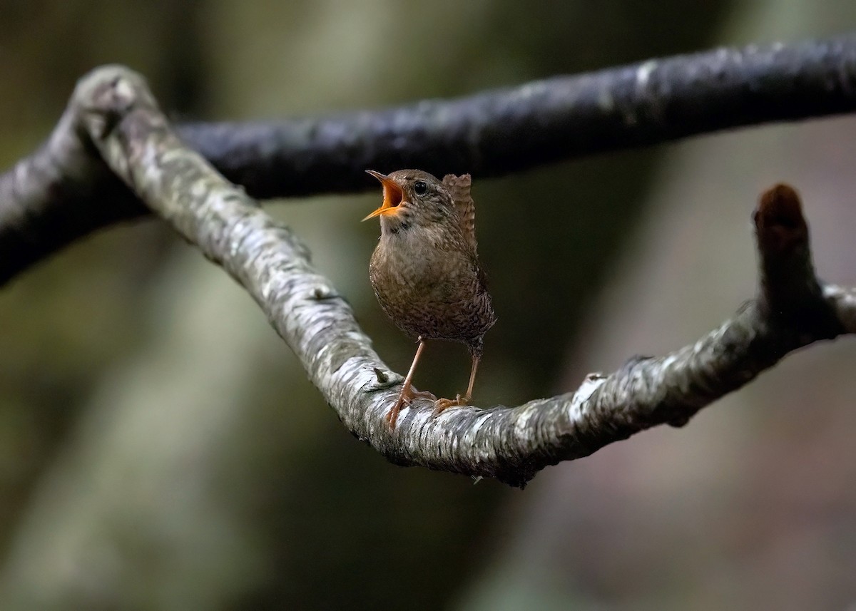 Winter Wren - ML584130301