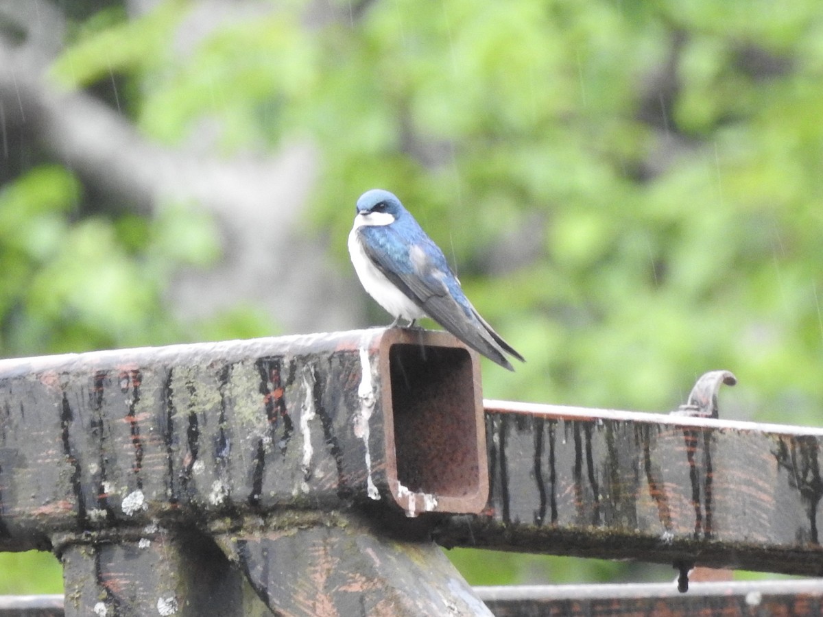 Tree Swallow - ML584130351