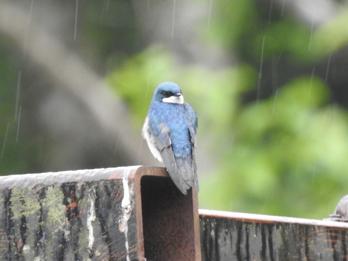 Tree Swallow - ML584130371
