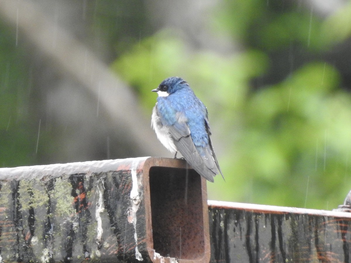 Tree Swallow - ML584130381