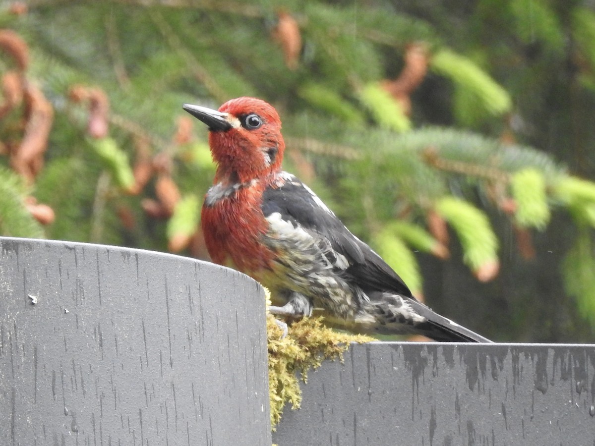 Red-breasted Sapsucker - ML584130921