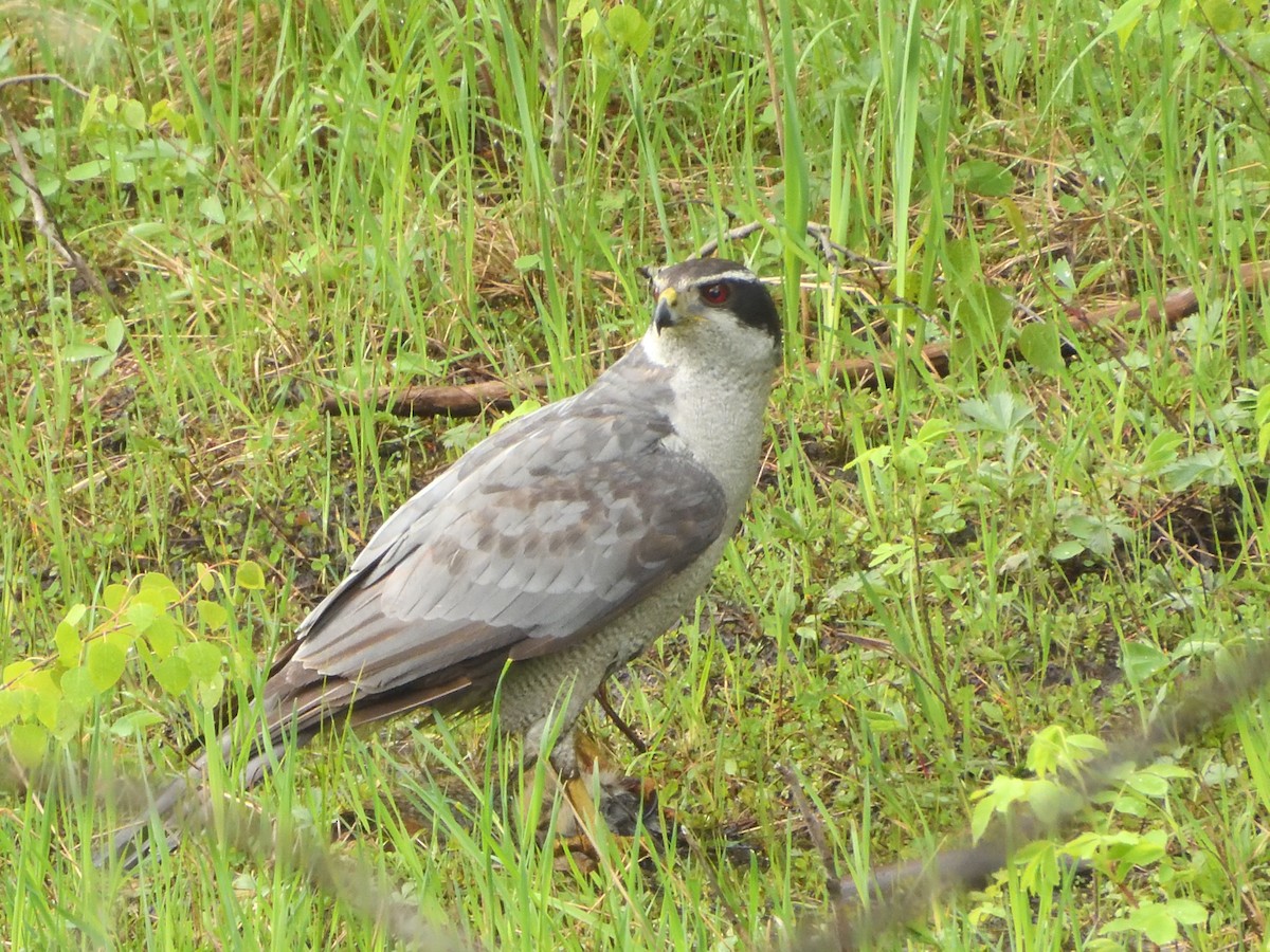 American Goshawk - ML584131771