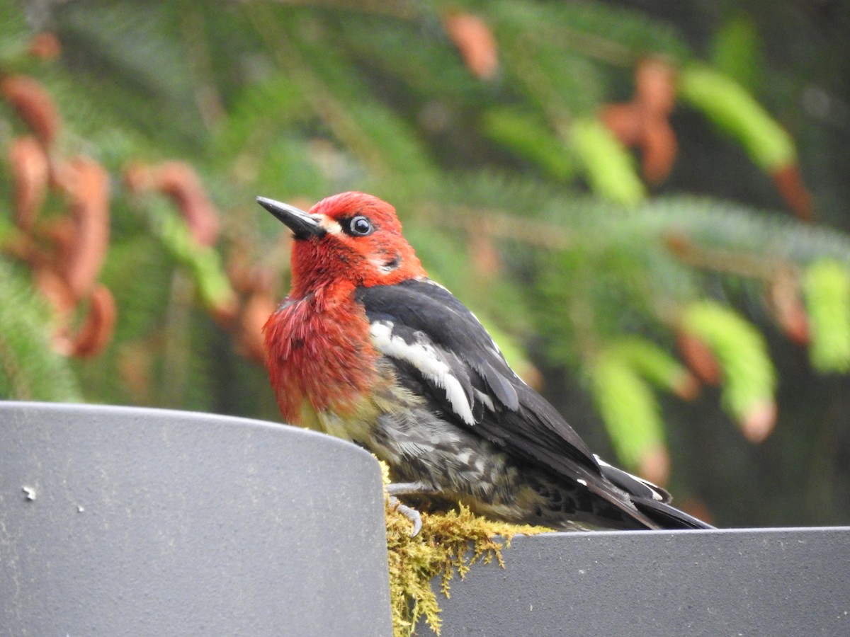 Red-breasted Sapsucker - ML584132061