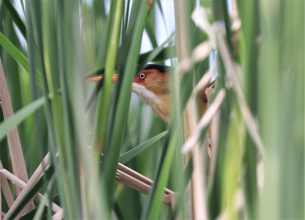 Least Bittern - ML584132521