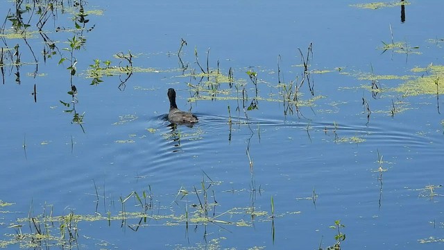 American Coot - ML584133871