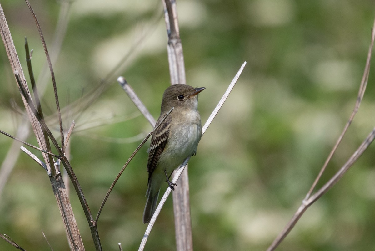 Alder Flycatcher - ML584134281