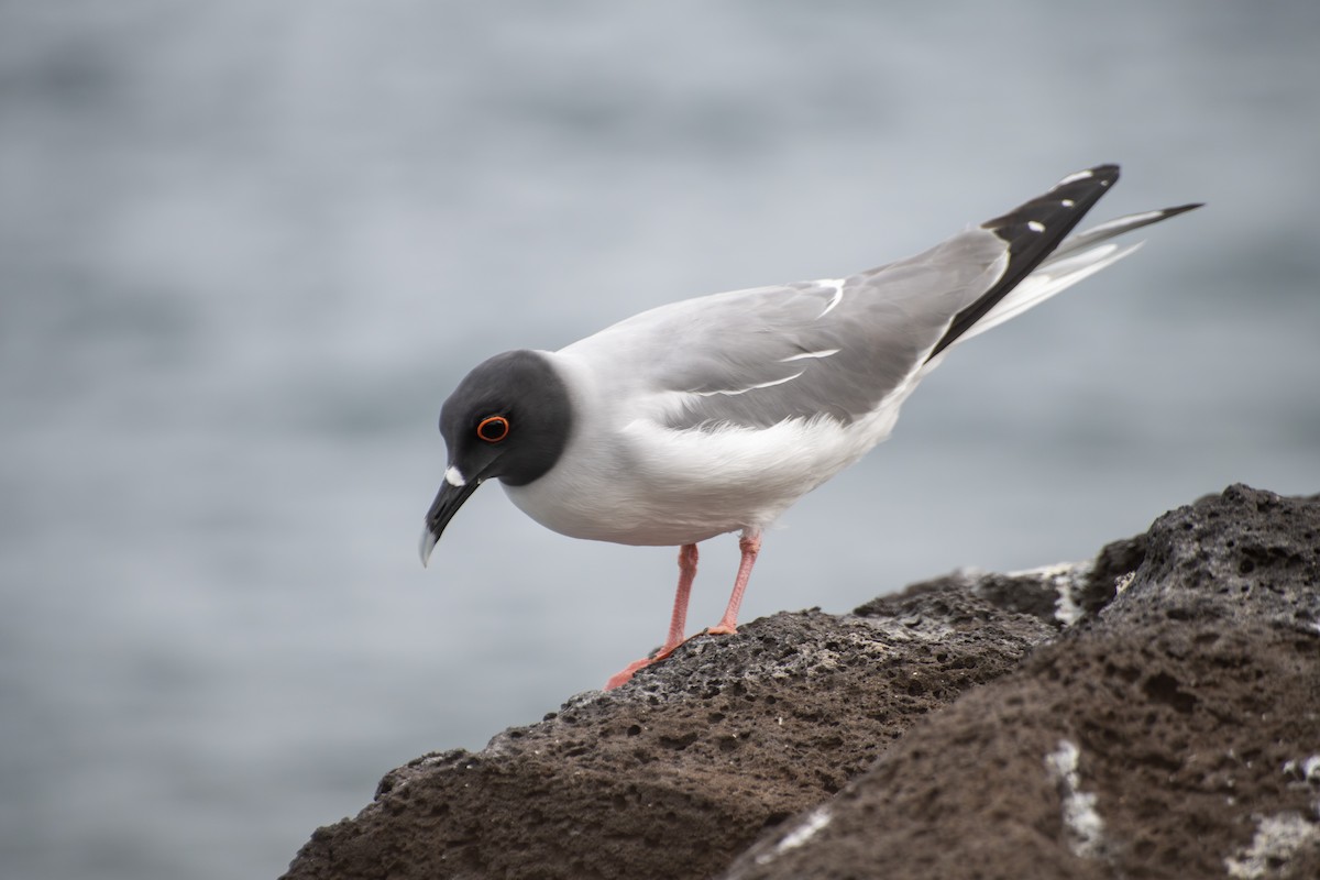 Mouette à queue fourchue - ML584135811