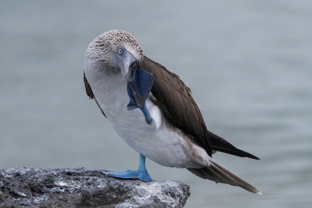 Fou à pieds bleus - ML584136021