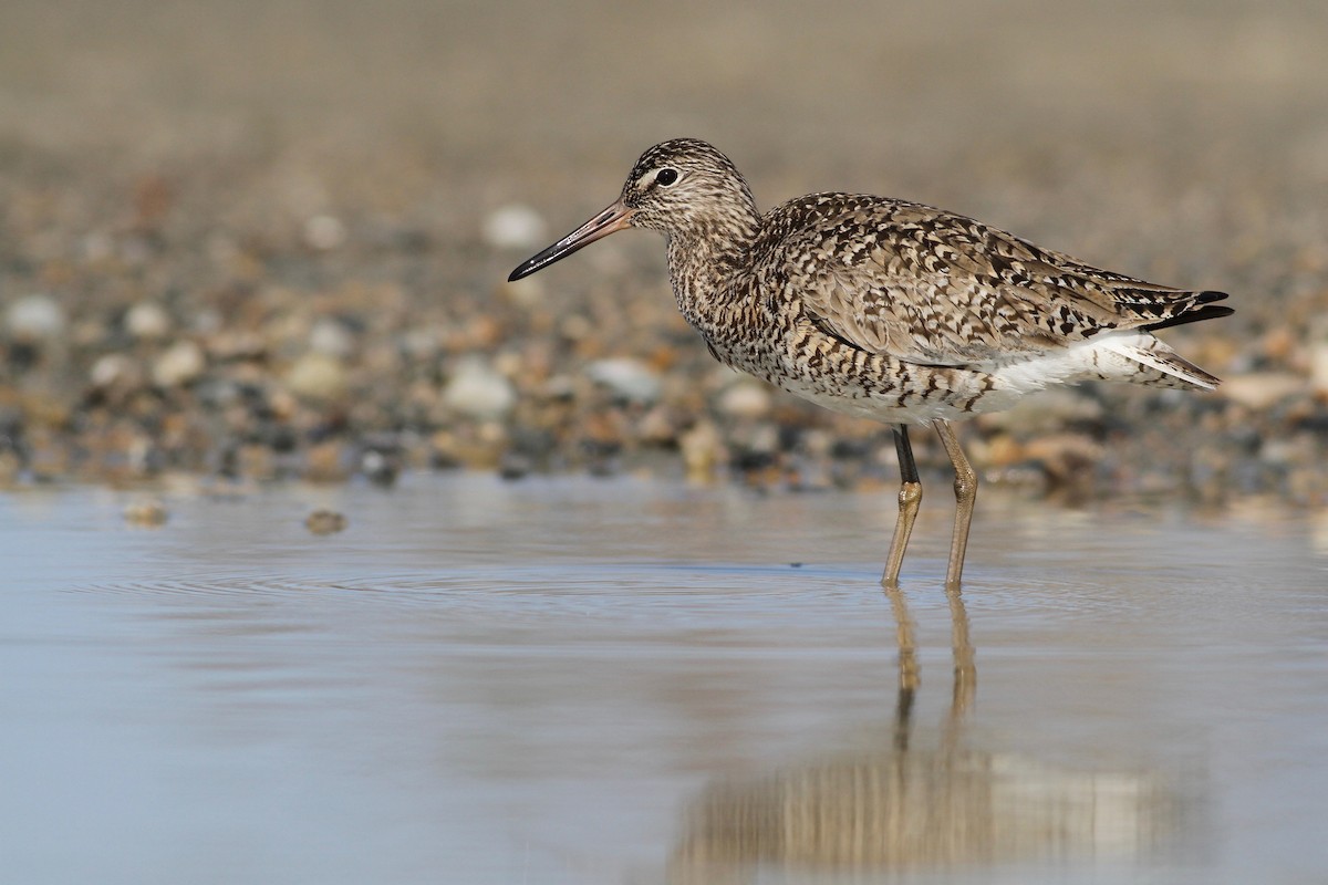 Willet (Eastern) - Evan Lipton