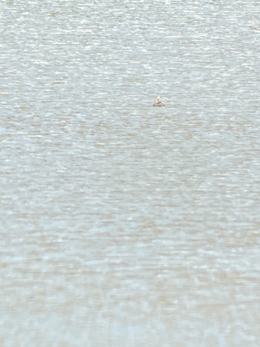 Gadwall - ML584138751