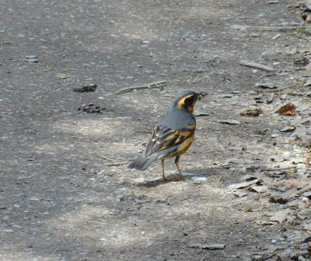 Varied Thrush - Michael  Dreyer