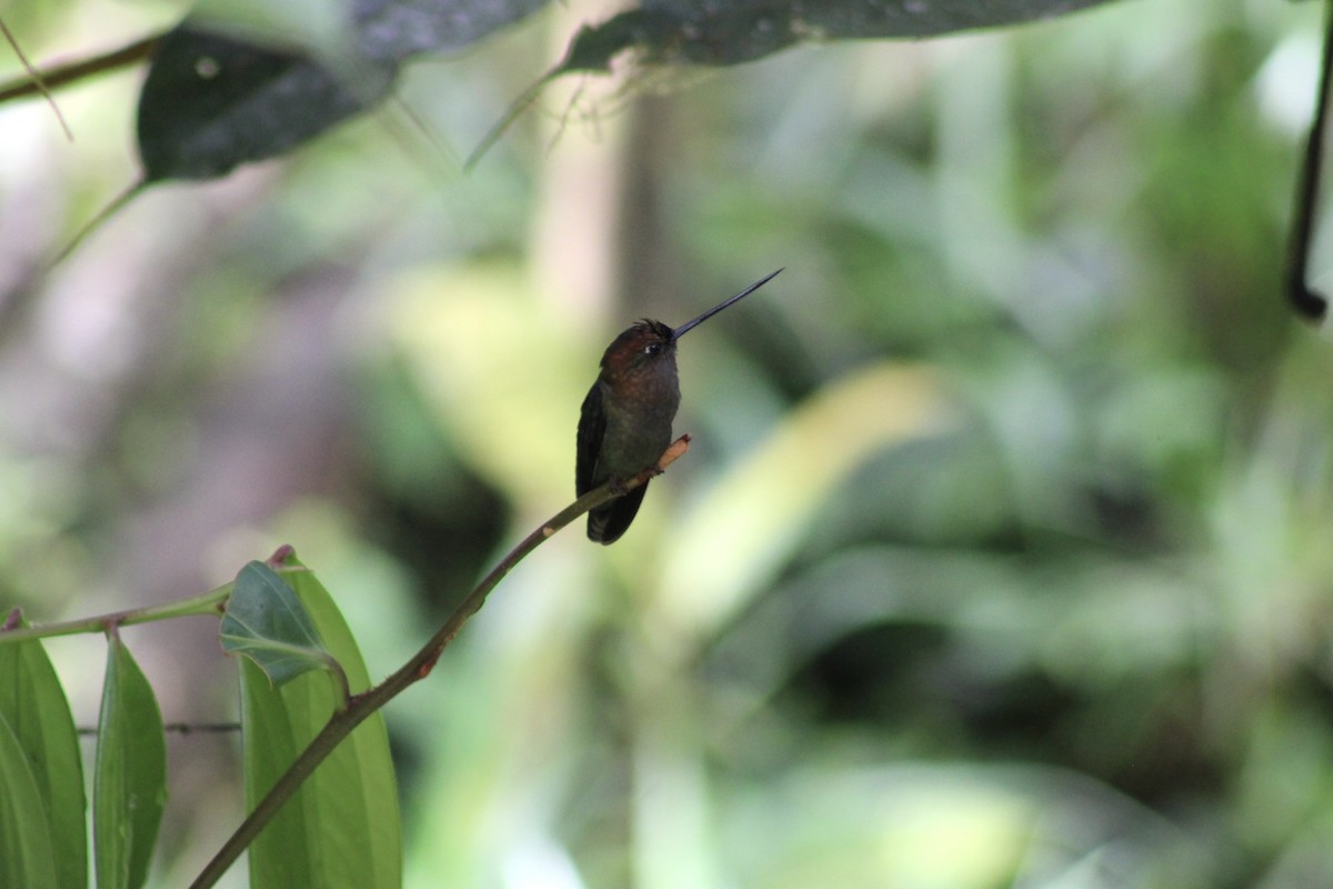 kolibřík zelenočelý - ML584140181