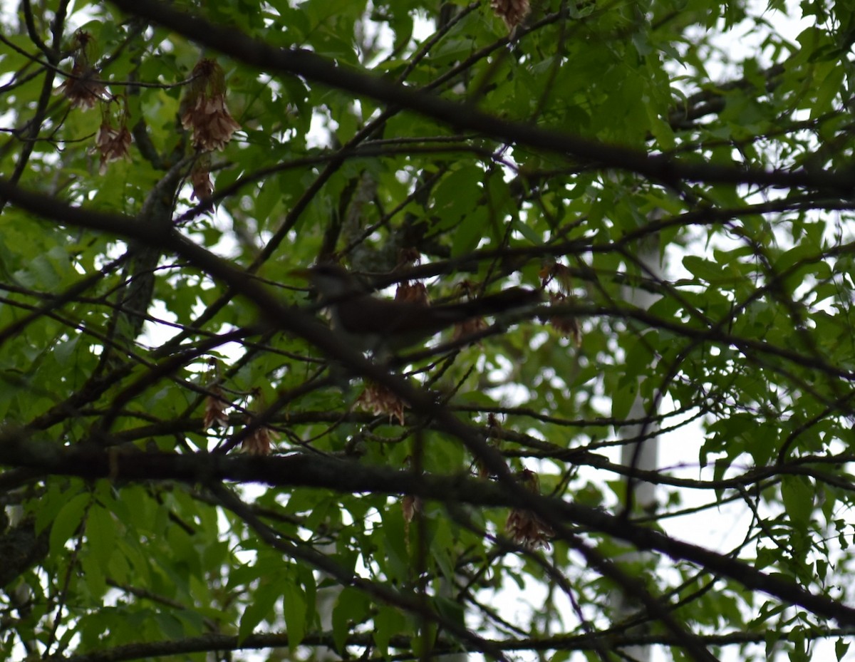 Yellow-billed Cuckoo - ML584140351