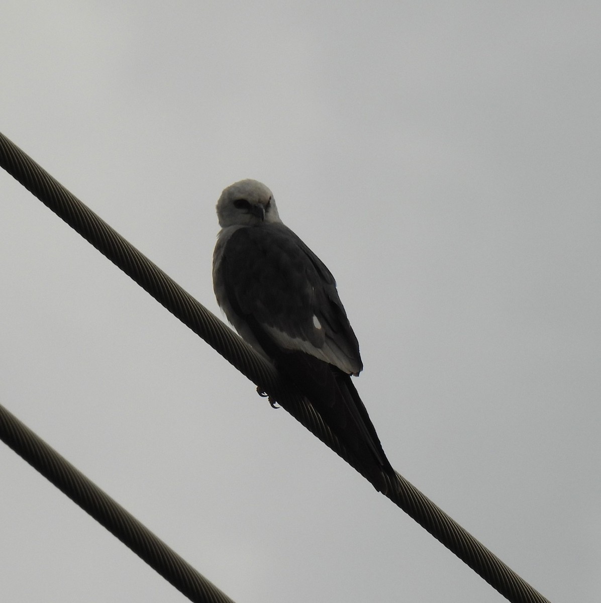 Mississippi Kite - ML584140541