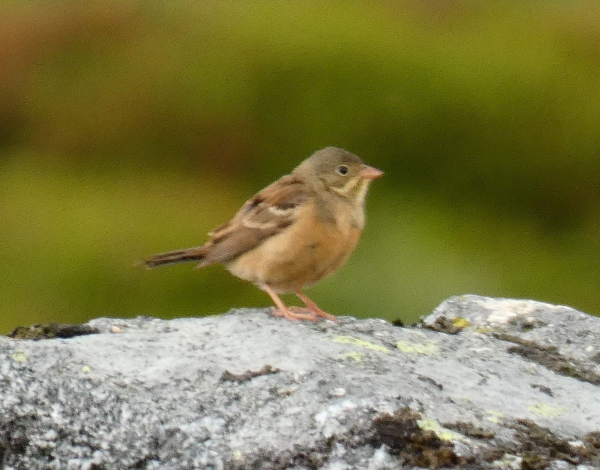 Ortolan Bunting - ML584140601