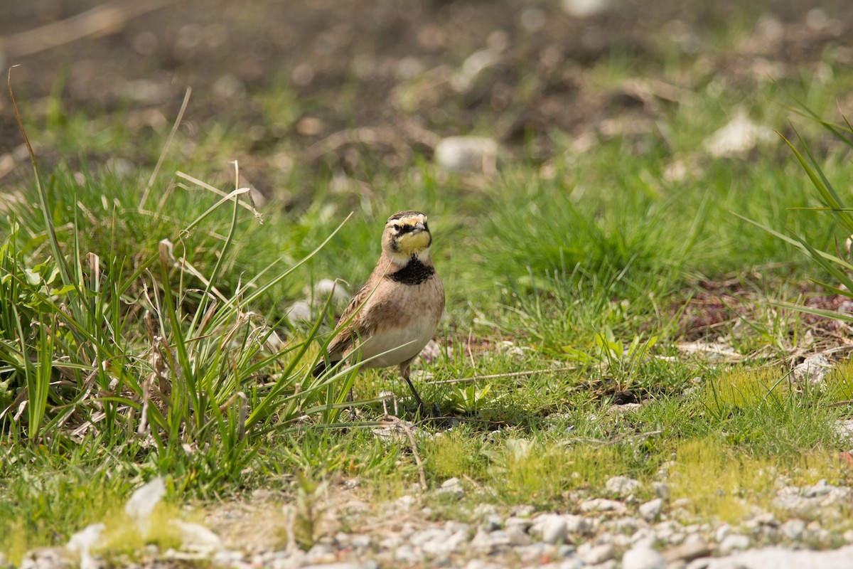 Horned Lark - ML58414121