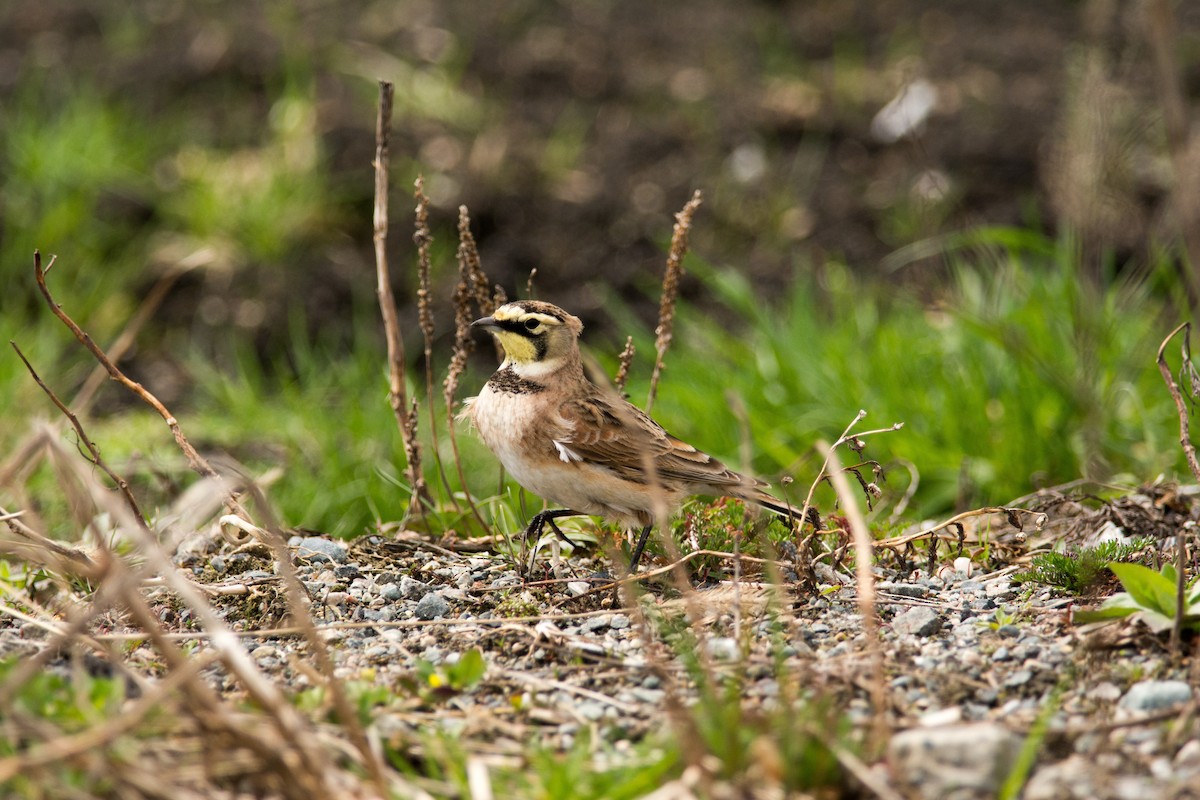 Horned Lark - ML58414271