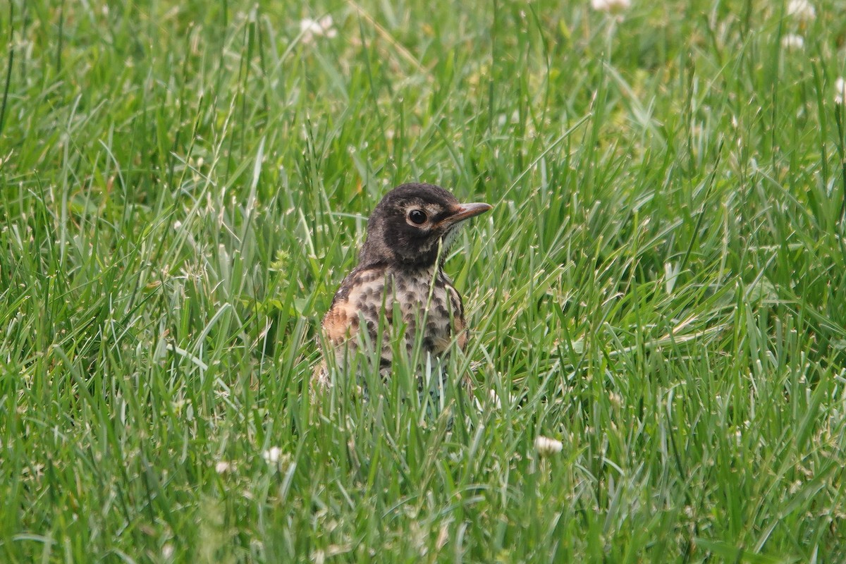 American Robin - ML584142721