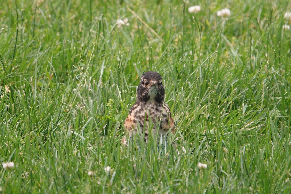 American Robin - ML584142731