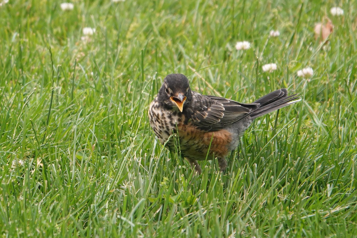 American Robin - ML584142741