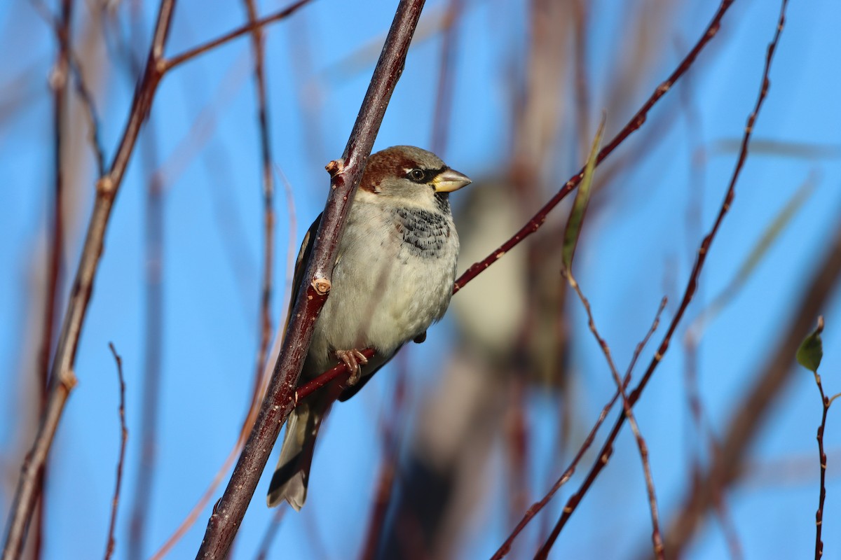 House Sparrow - Noah Fenwick