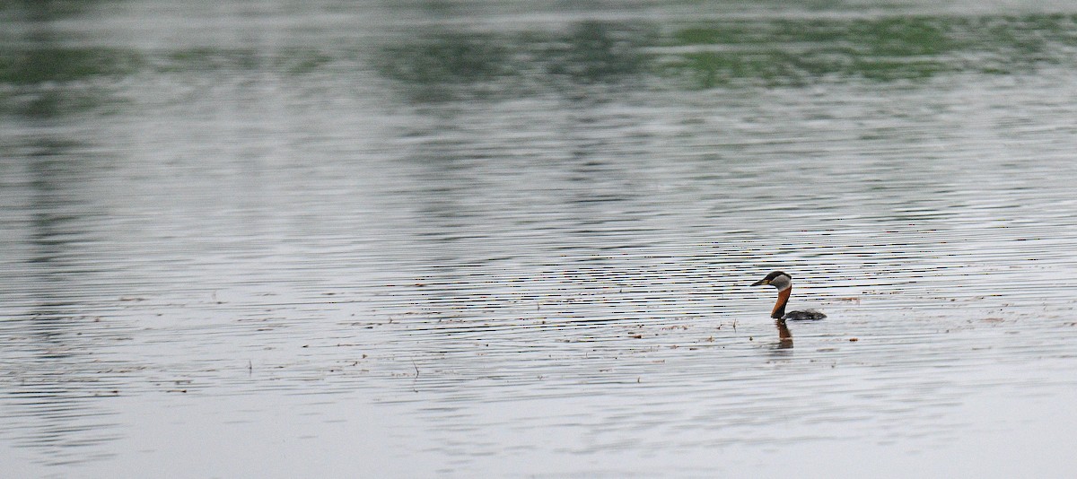 Red-necked Grebe - ML584143681