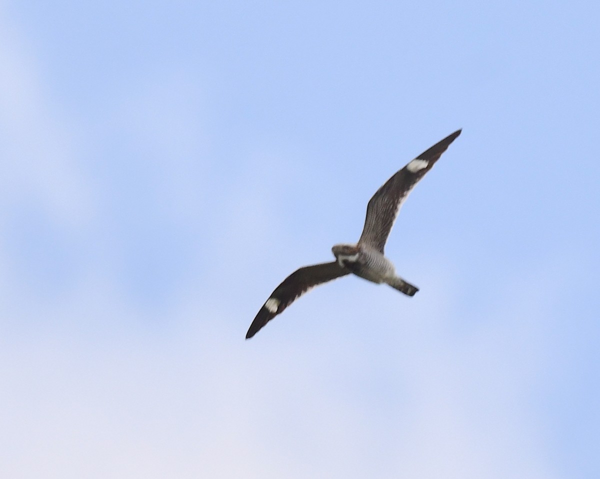 Common Nighthawk - Kristen Cart