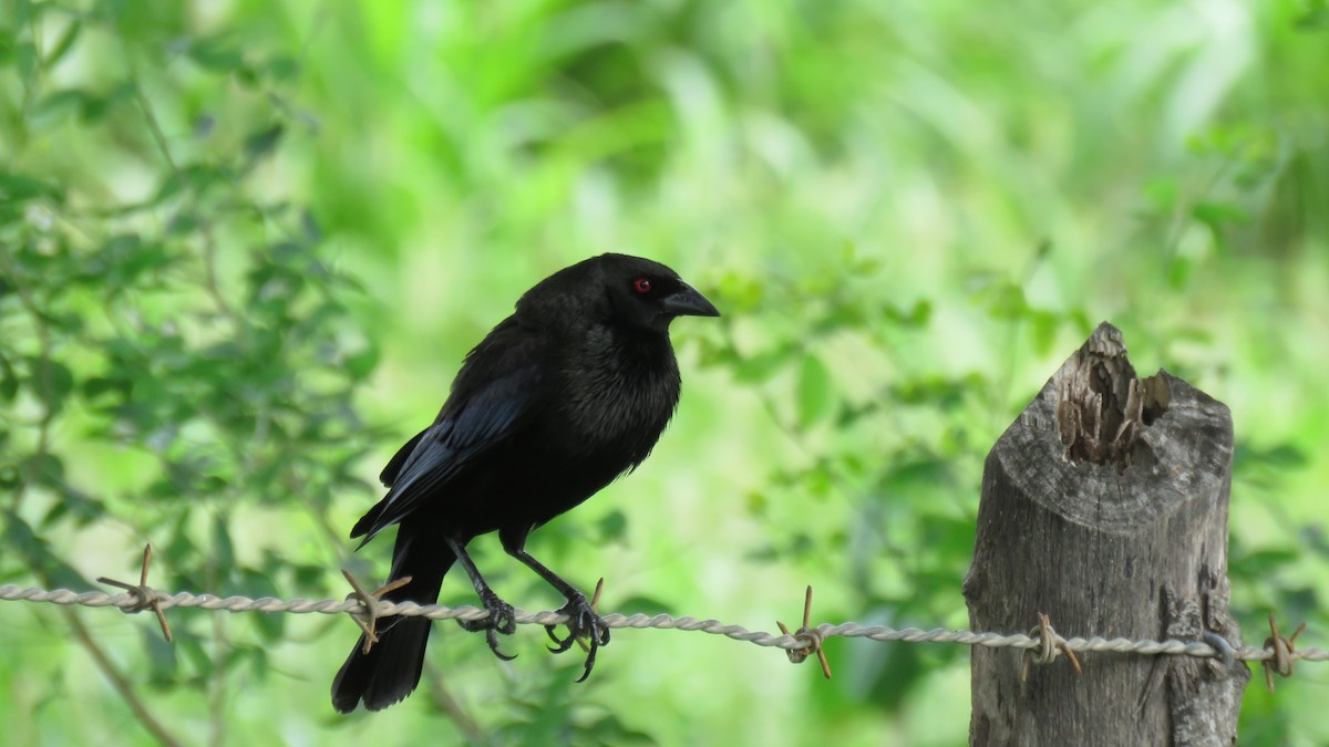 Bronzed Cowbird - Jessie Stuebner