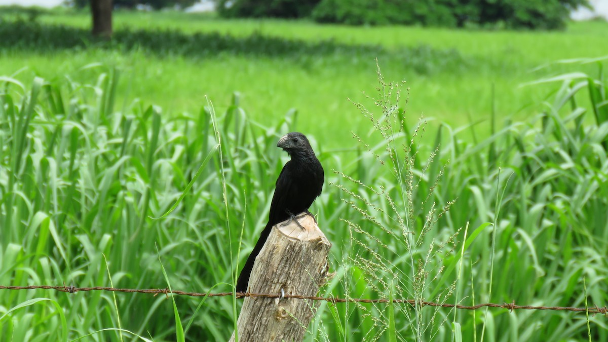 Groove-billed Ani - ML584145561