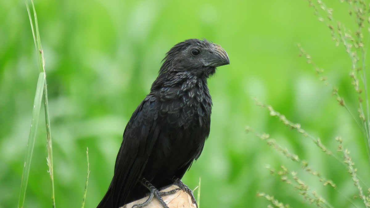 Groove-billed Ani - ML584145641