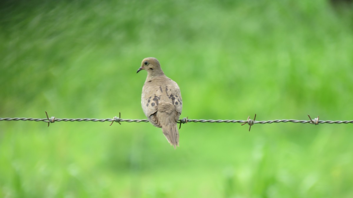 Mourning Dove - ML584145761